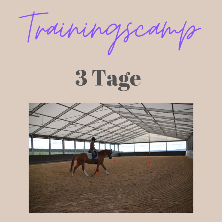 3 Tage Trainingscamp mit eigenem Pferd